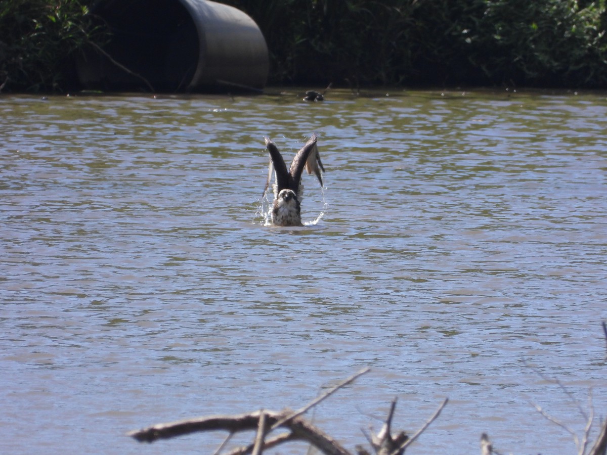 Osprey - ML639767380