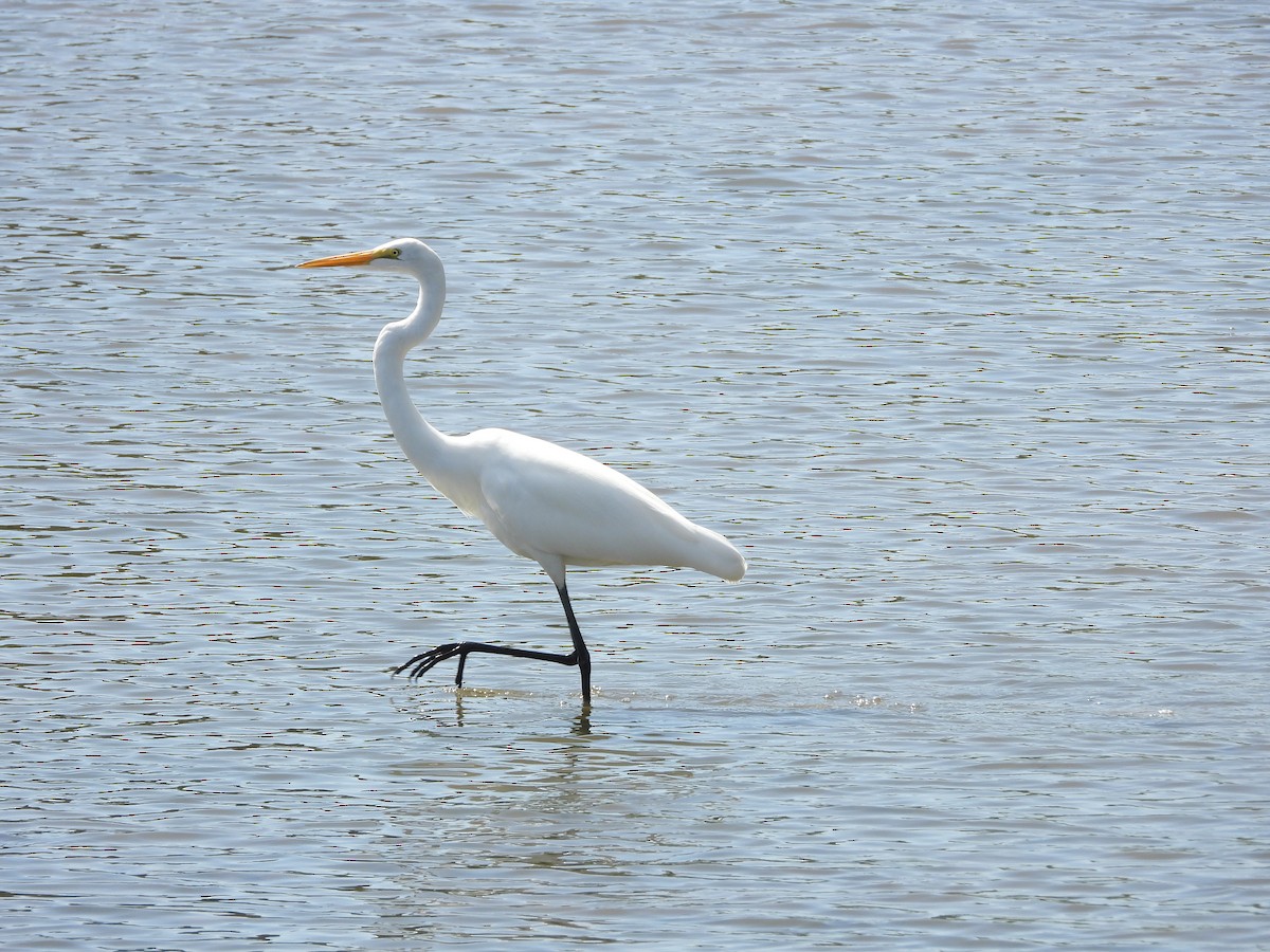 Great Egret - ML639767391