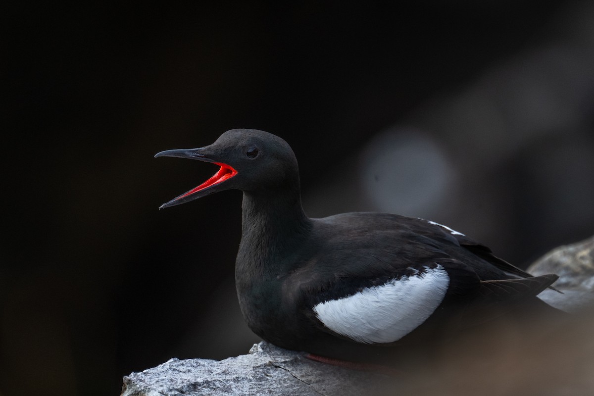 Black Guillemot - ML639767397