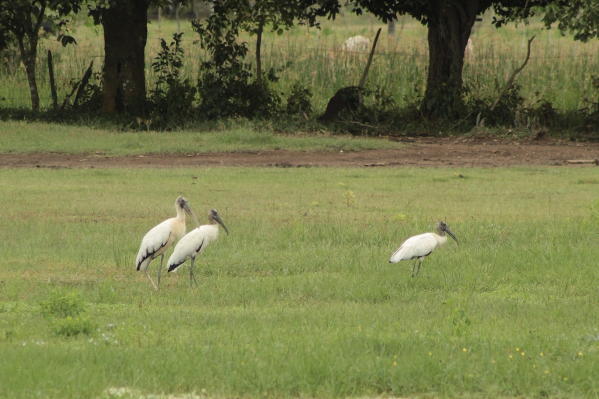 Wood Stork - ML639767399