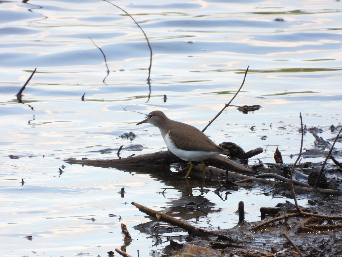 Spotted Sandpiper - ML639767405