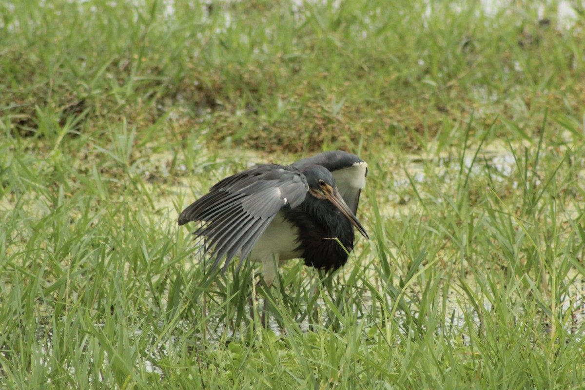 Tricolored Heron - ML639767406