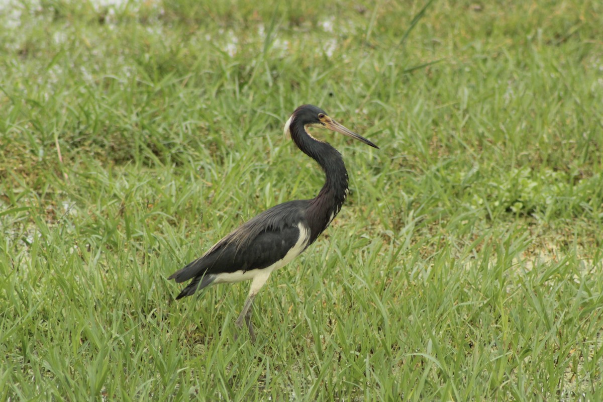 Tricolored Heron - ML639767407