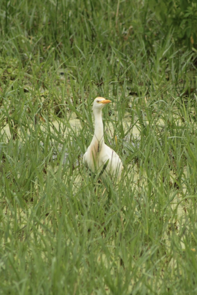 Western Cattle-Egret - ML639767422