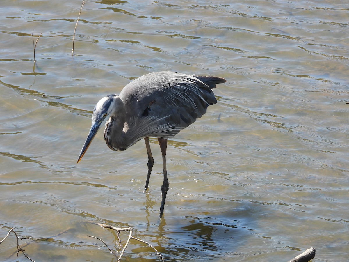 Great Blue Heron - ML639767428