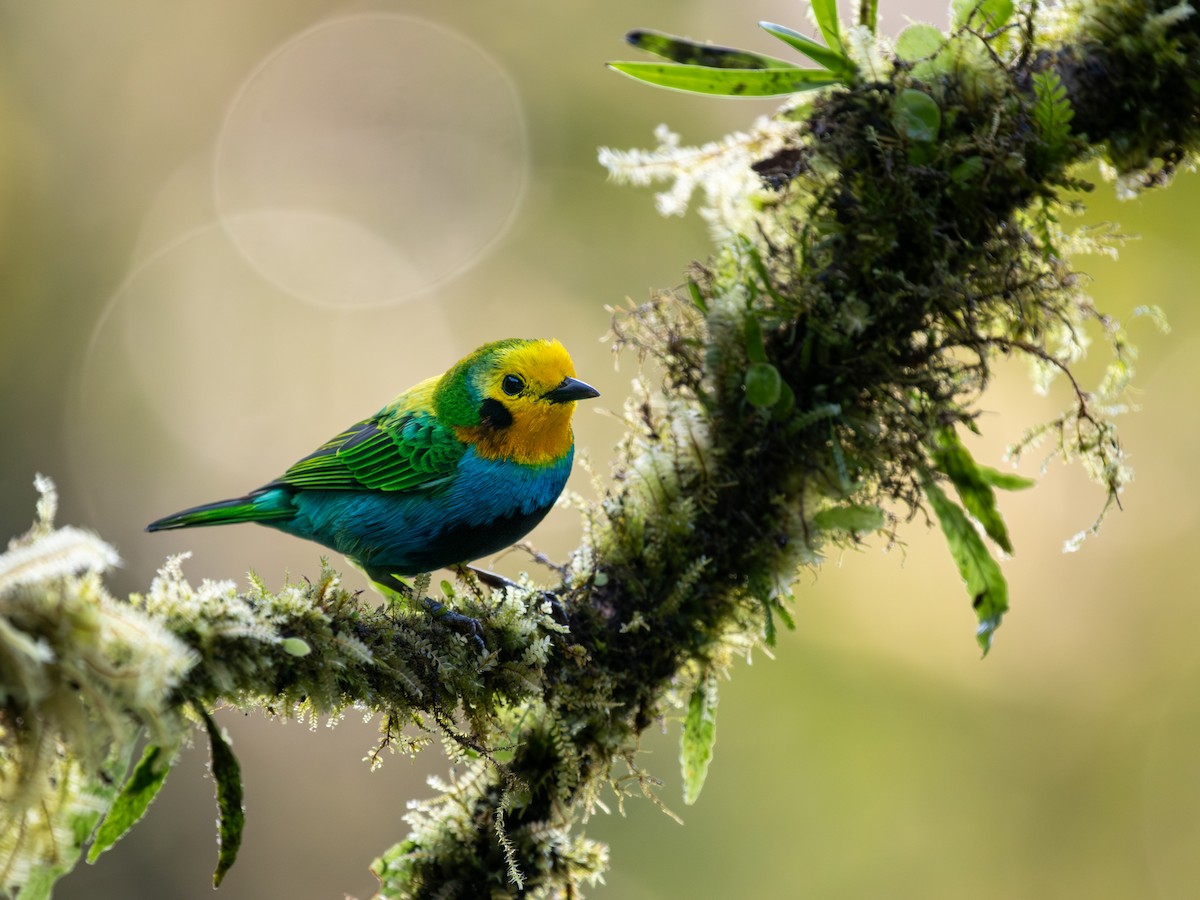 Multicolored Tanager - ML639767449