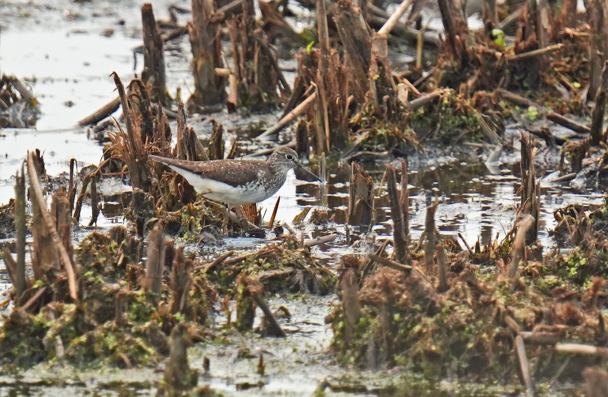 Solitary Sandpiper - ML639767468