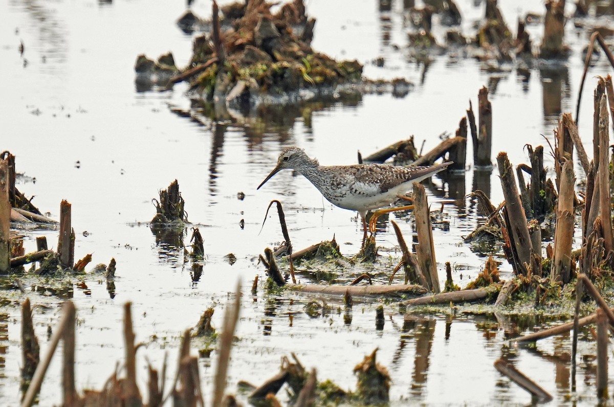 Lesser Yellowlegs - ML639767499