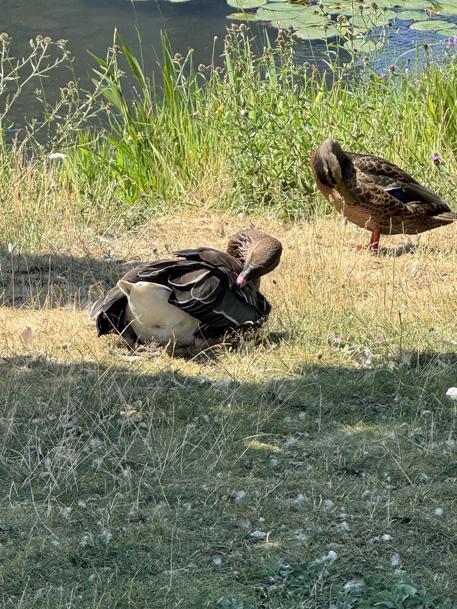 Oca zamperosee - ML639767507