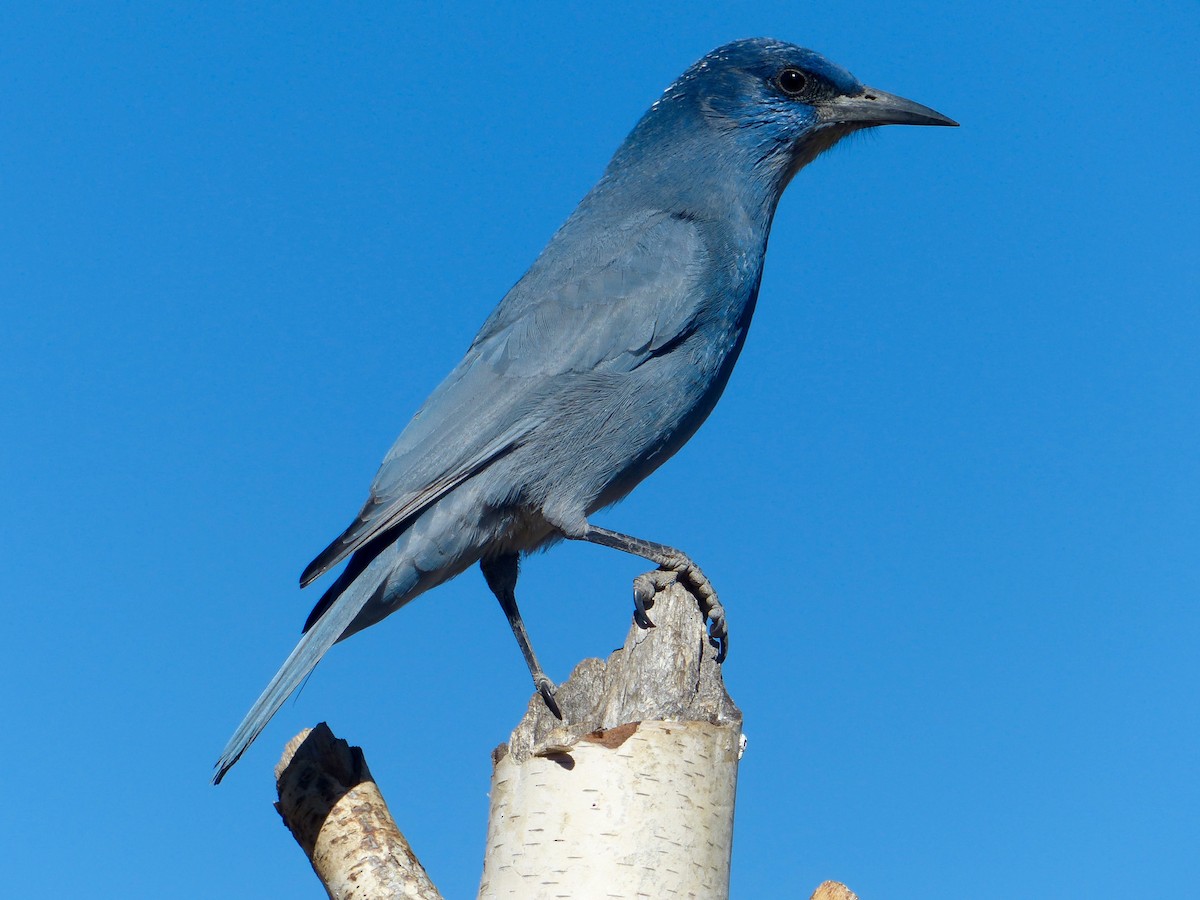Pinyon Jay - ML639767580