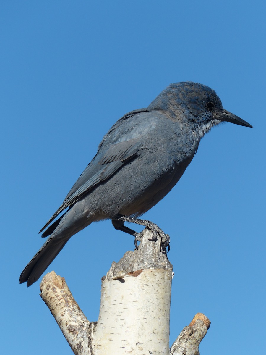 Pinyon Jay - ML639767581