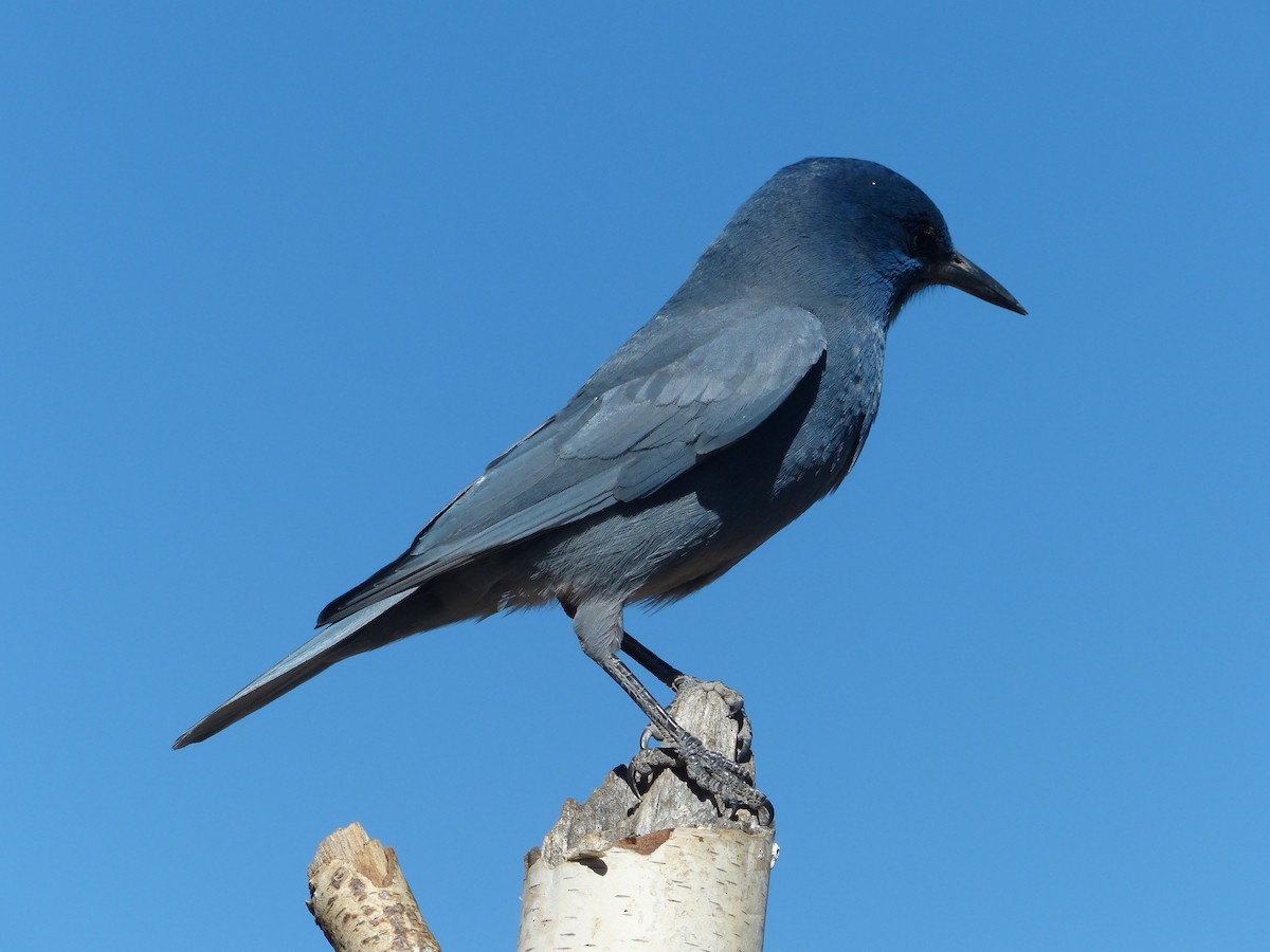 Pinyon Jay - ML639767583
