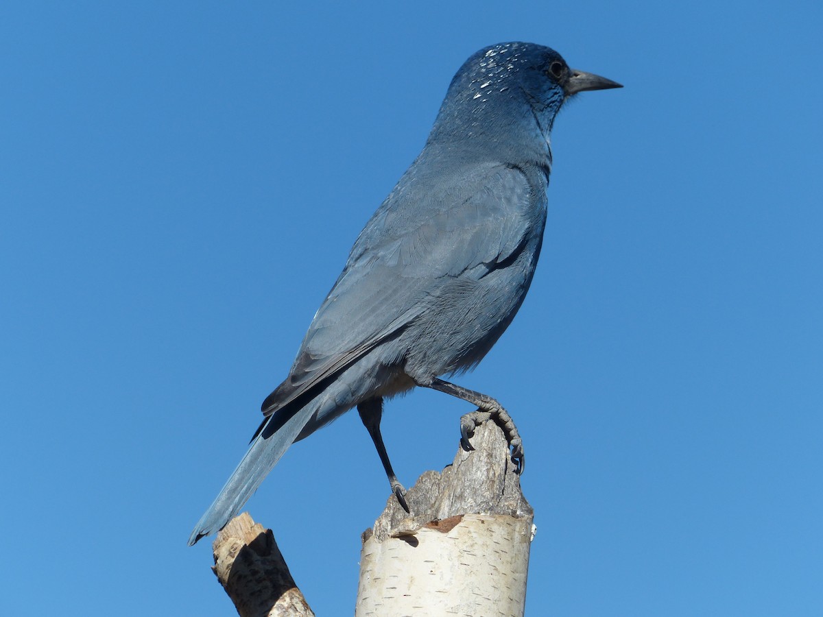 Pinyon Jay - ML639767585