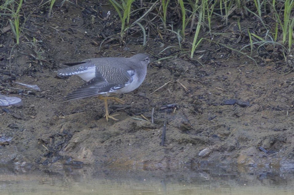 Spotted Sandpiper - ML639767635