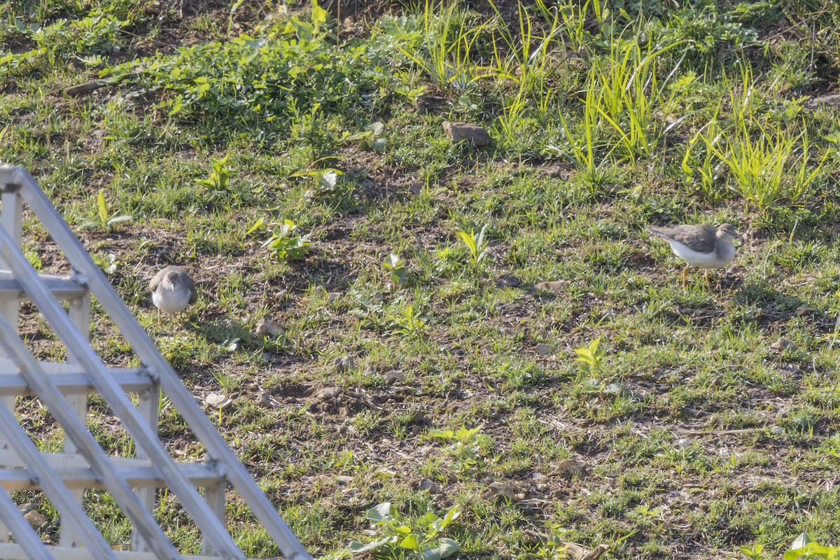 Spotted Sandpiper - ML639767636