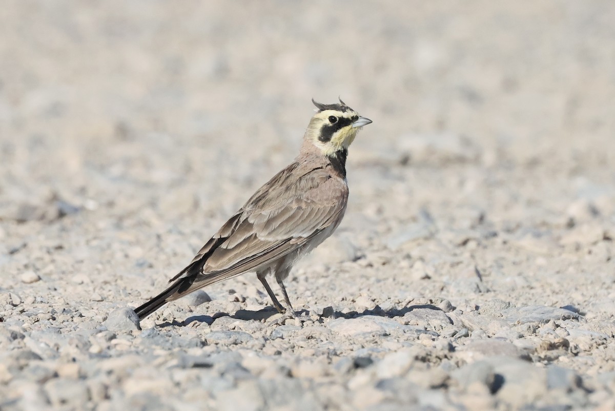 Horned Lark - ML639767781