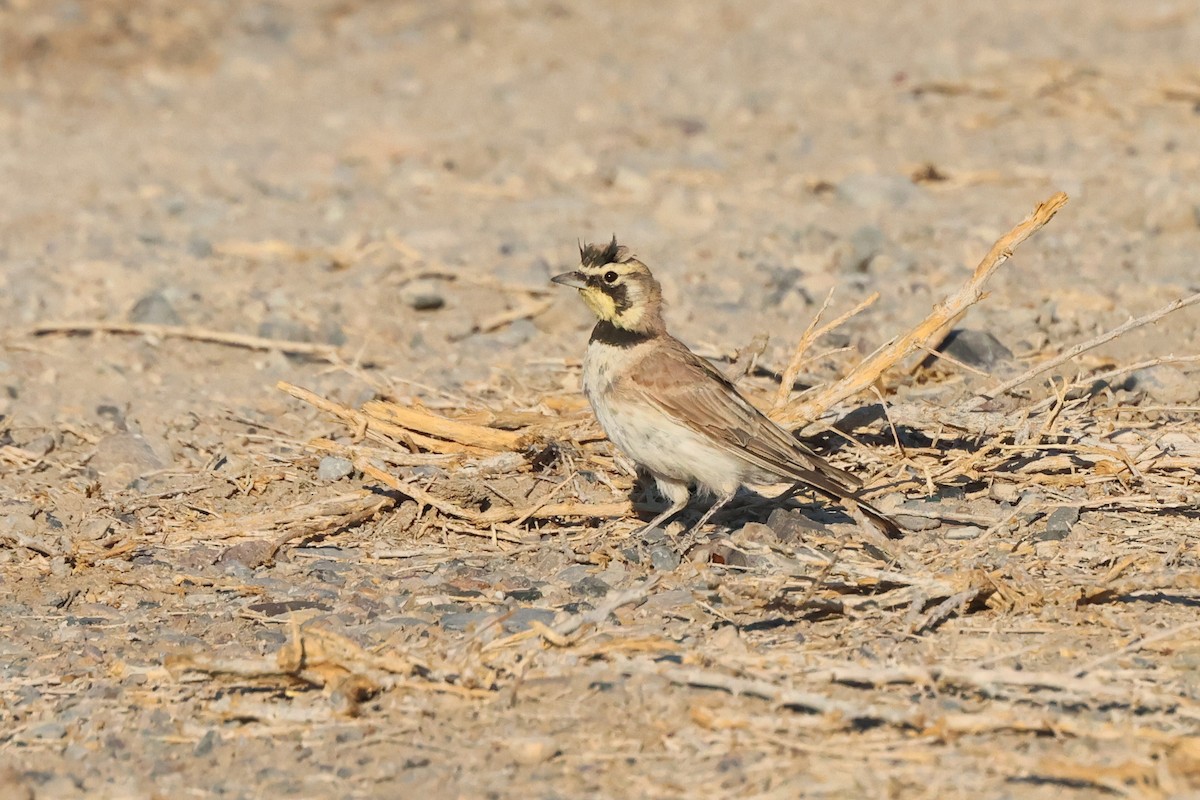 Horned Lark - ML639767783