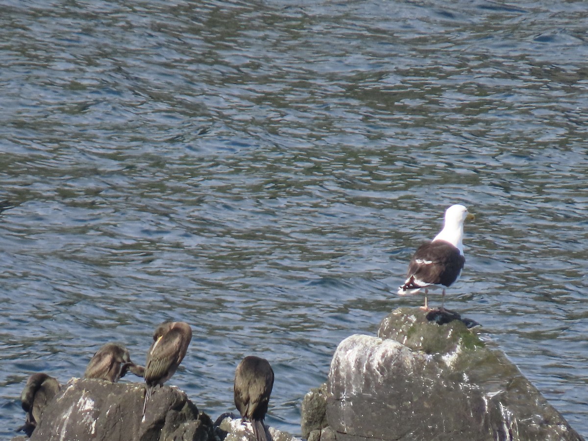 Great Black-backed Gull - ML639767802