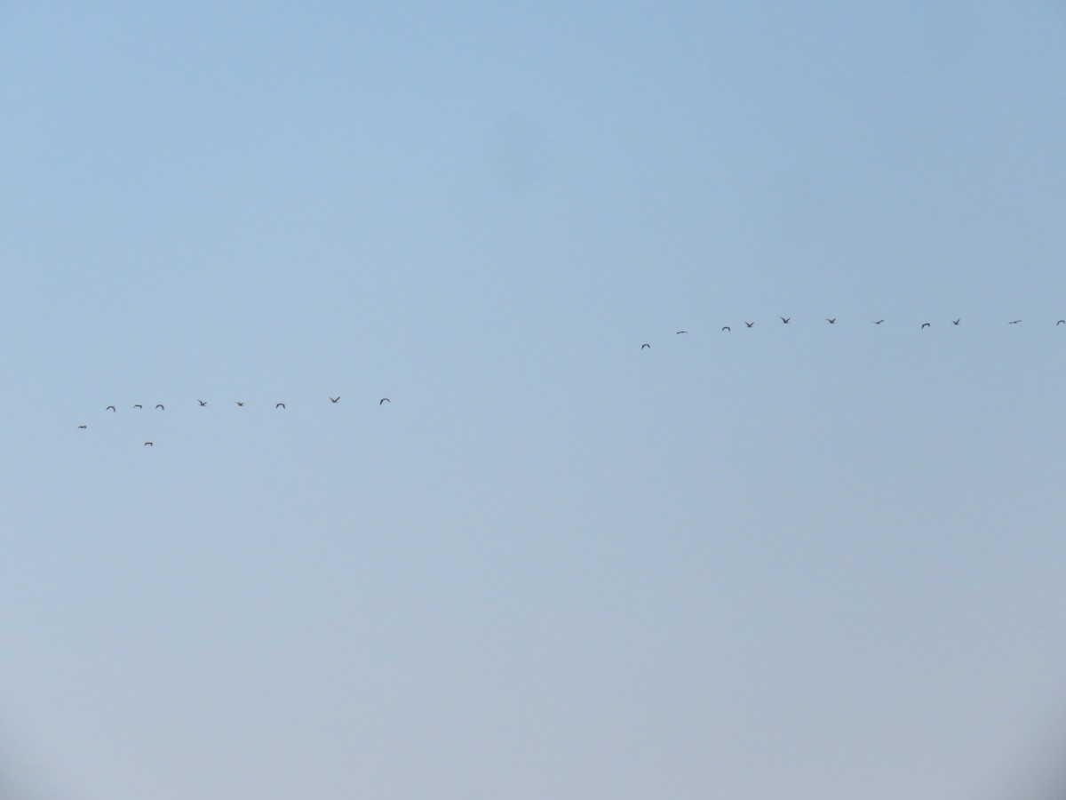 Glossy Ibis - ML639767833