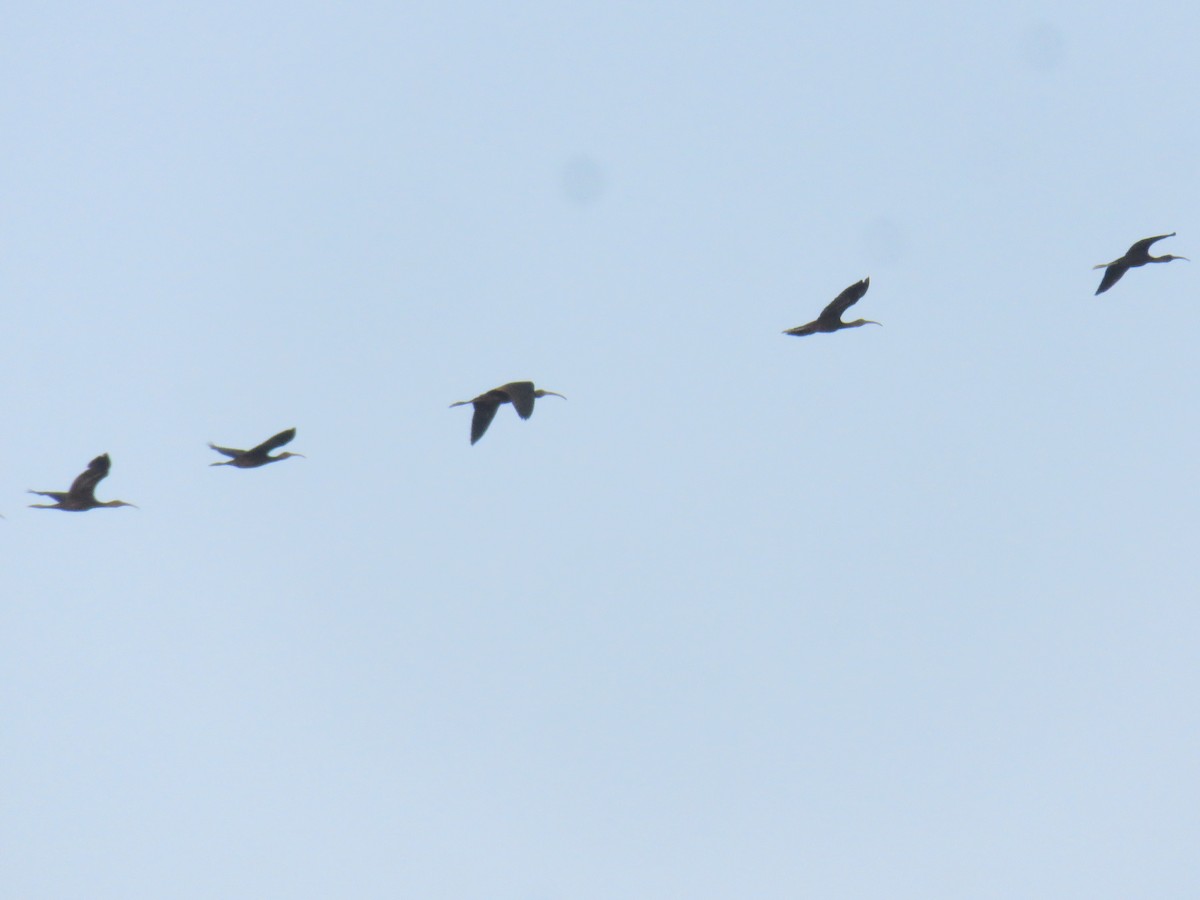 Glossy Ibis - ML639767836