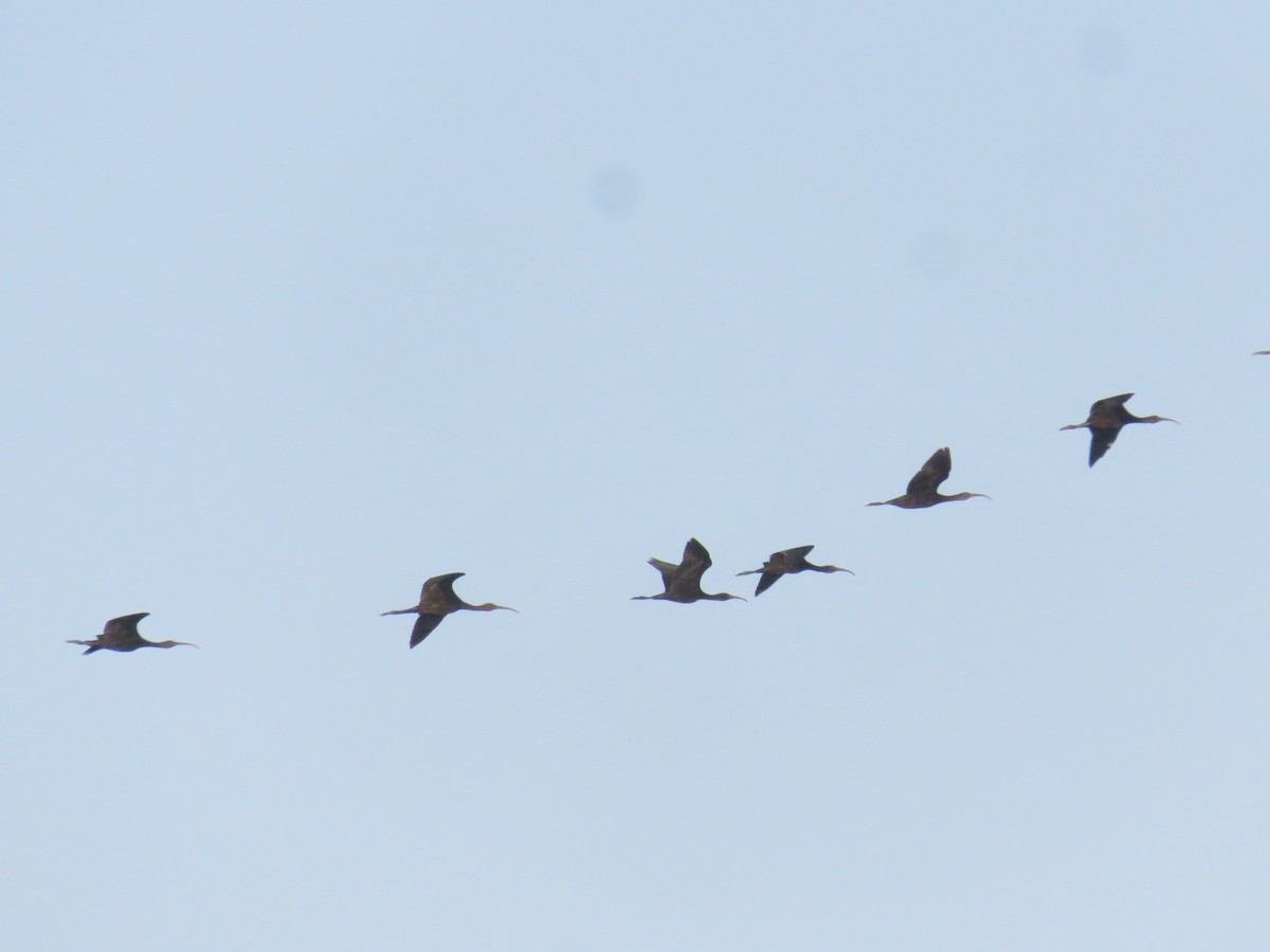 Glossy Ibis - ML639767837