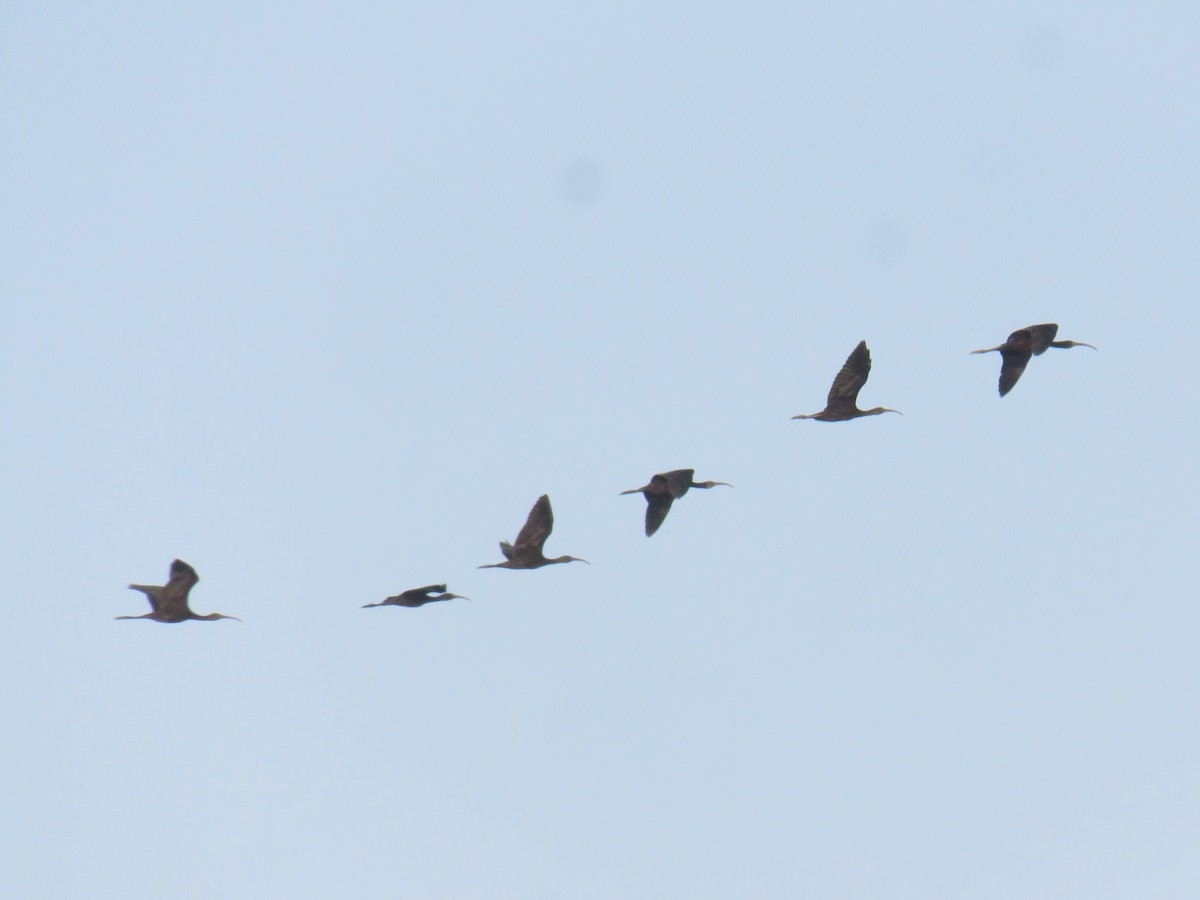 Glossy Ibis - ML639767838