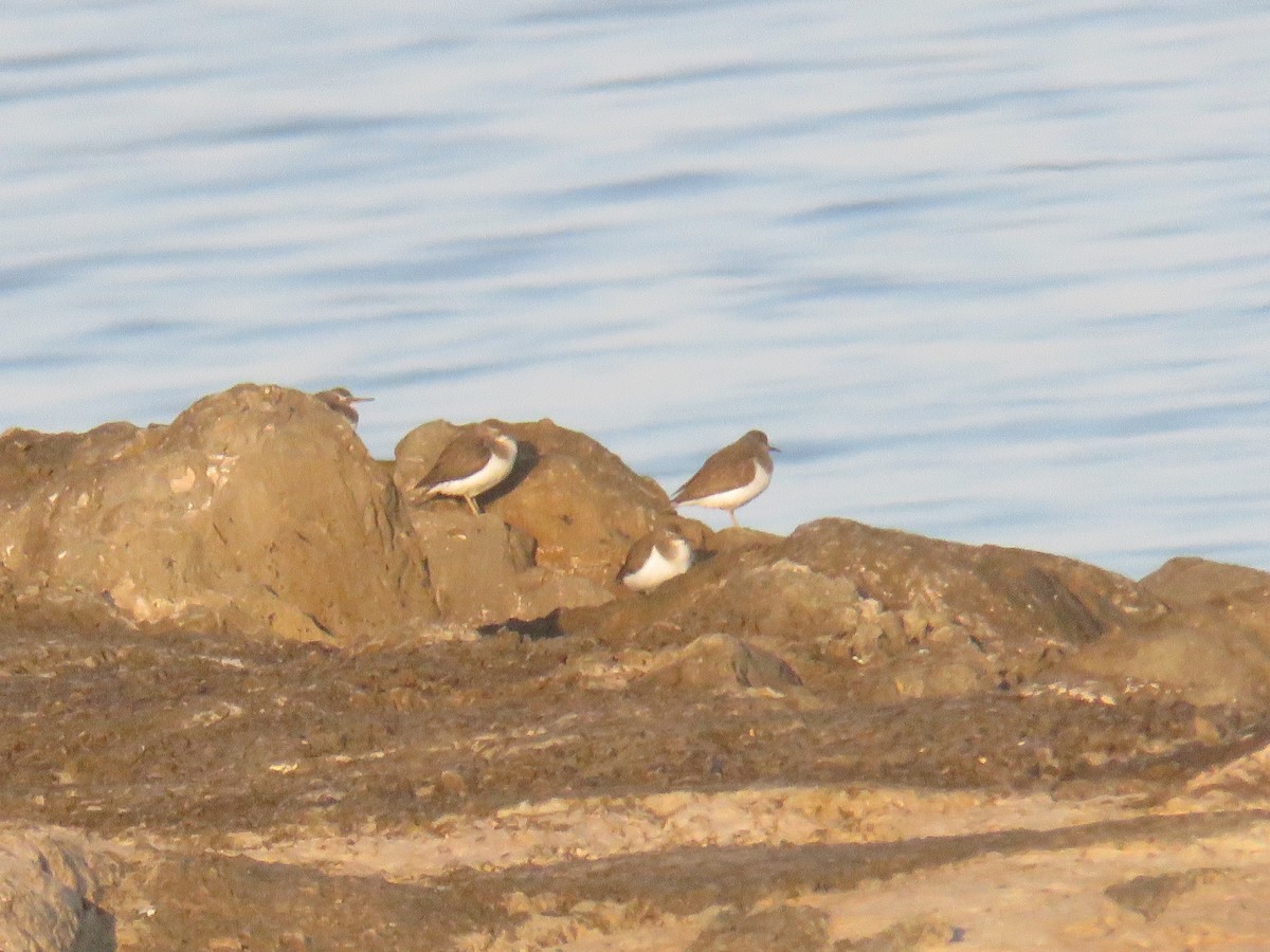 Common Sandpiper - ML639767847