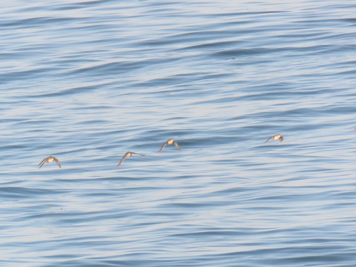 Common Sandpiper - ML639767850
