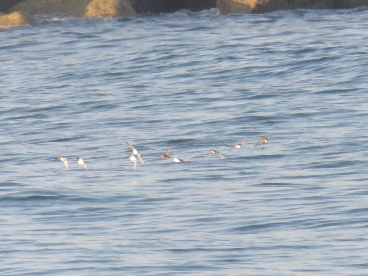Common Sandpiper - ML639767851