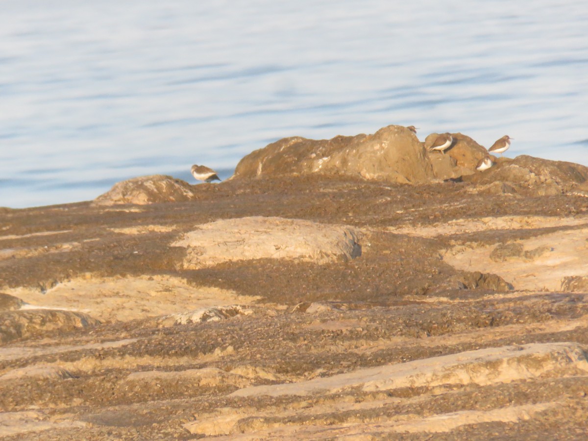 Common Sandpiper - ML639767852