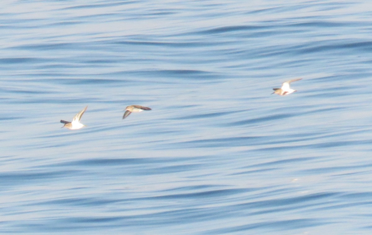 Dunlin - ML639767859