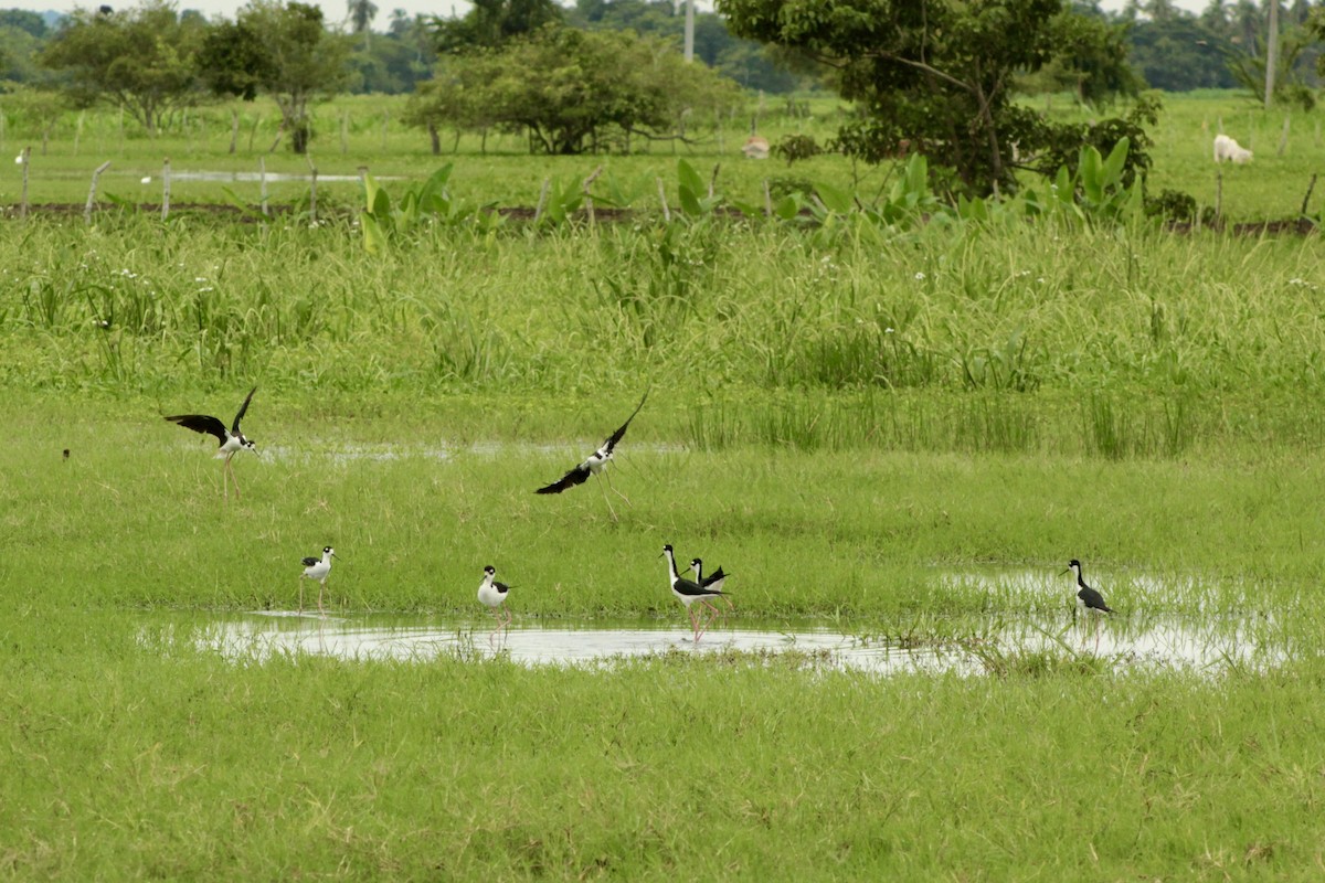 Black-necked Stilt - ML639767968