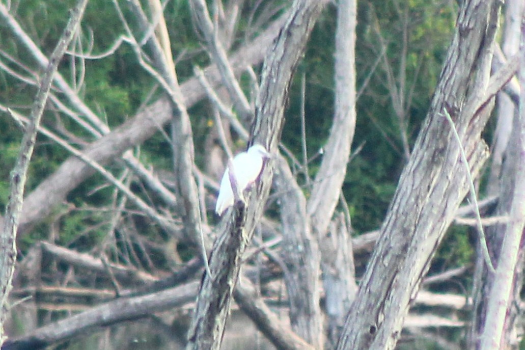 Little Blue Heron - ML639767975