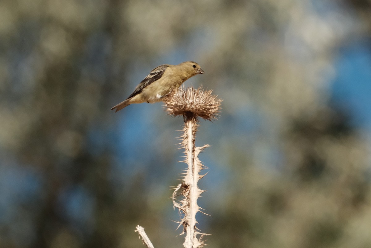 Lesser Goldfinch - ML639767989