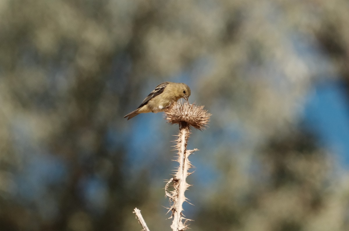 Lesser Goldfinch - ML639767990