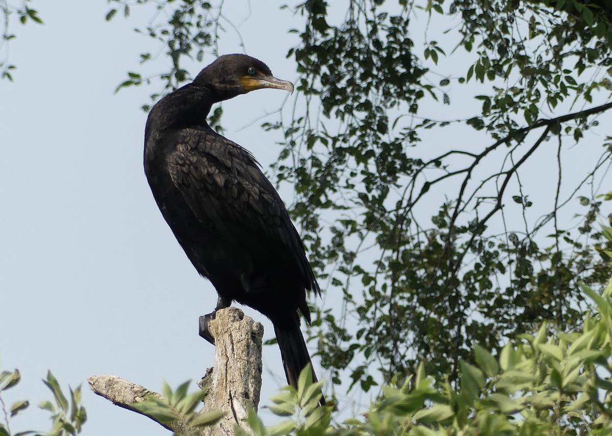 Double-crested Cormorant - ML639767993