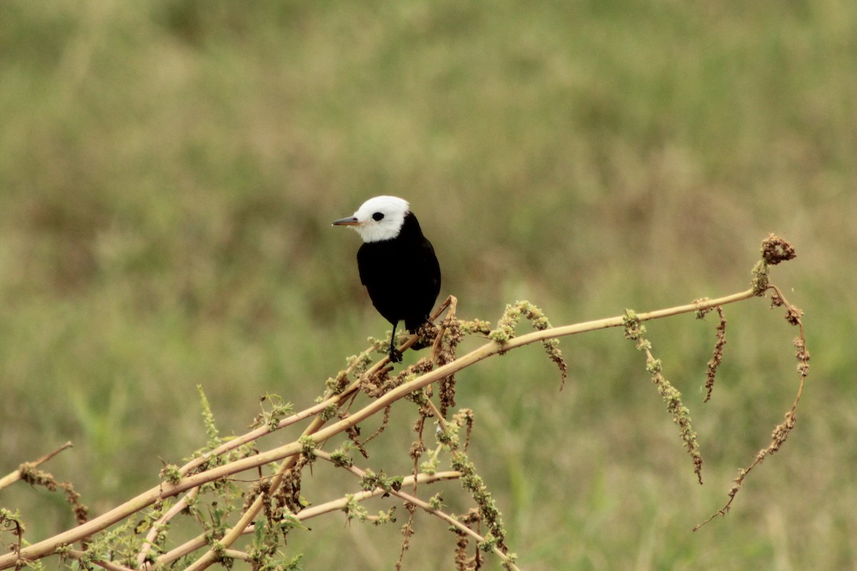 White-headed Marsh Tyrant - ML639767995
