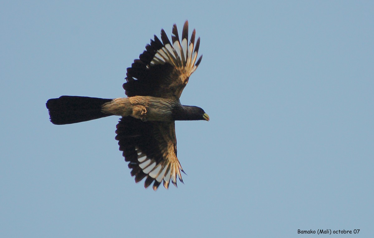 Western Plantain-eater - ML639767998