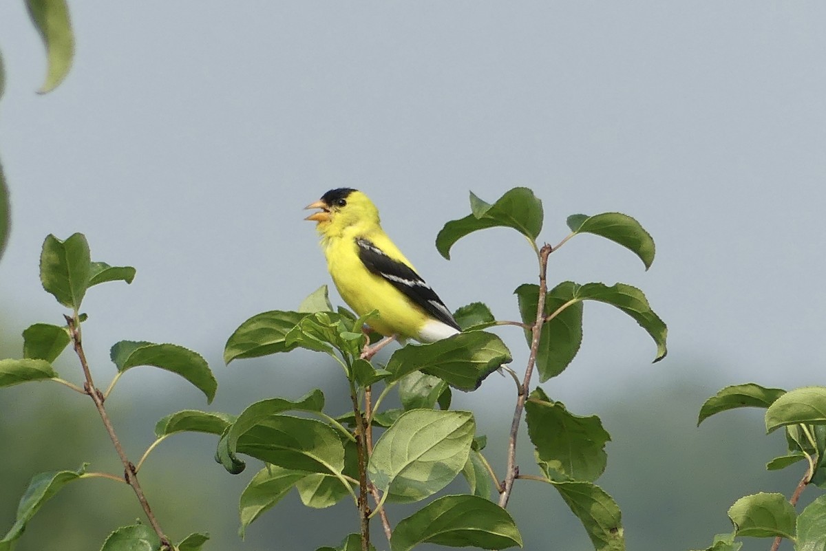 American Goldfinch - ML639768003