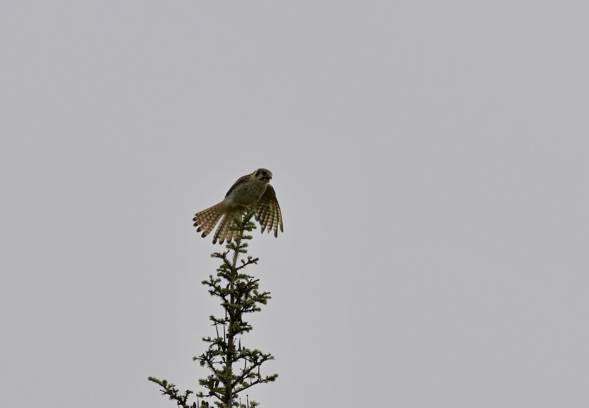 American Kestrel - ML639768044