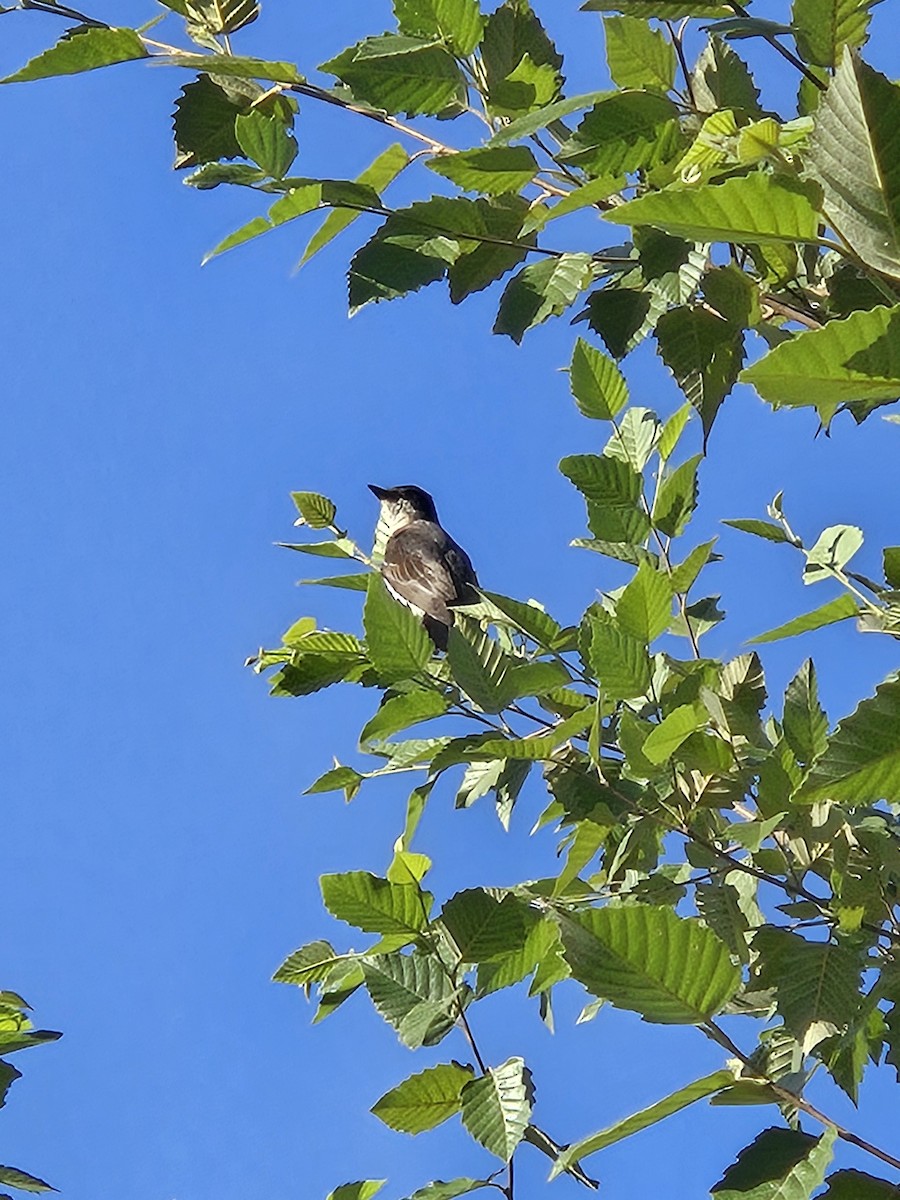 Eastern Kingbird - ML639768085