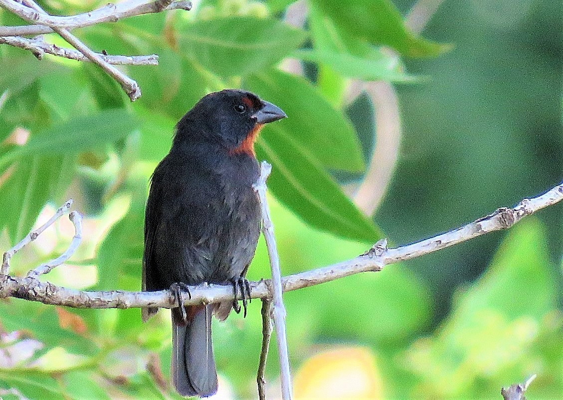 Lesser Antillean Bullfinch - ML639768116