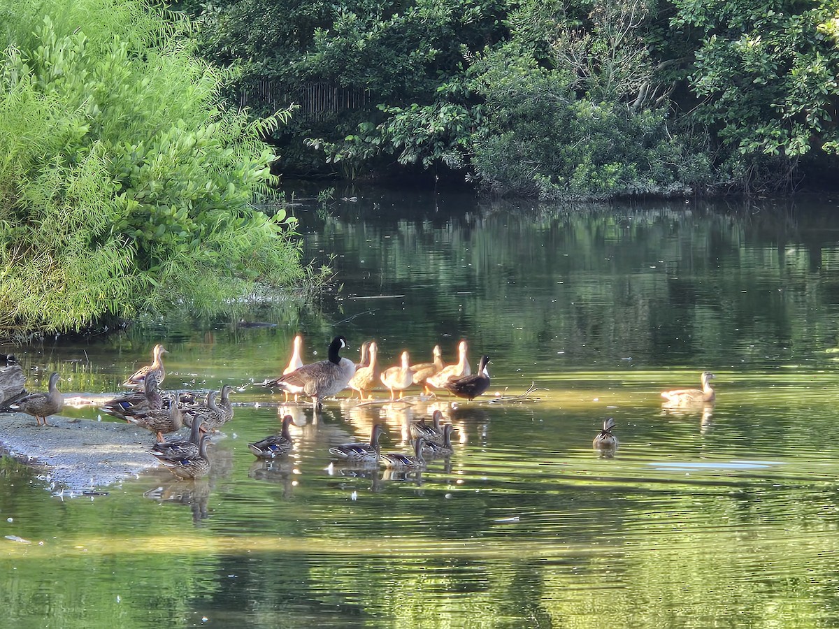 Canada Goose - ML639768123