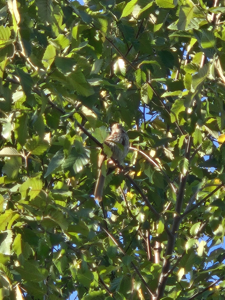 Song Sparrow - ML639768175