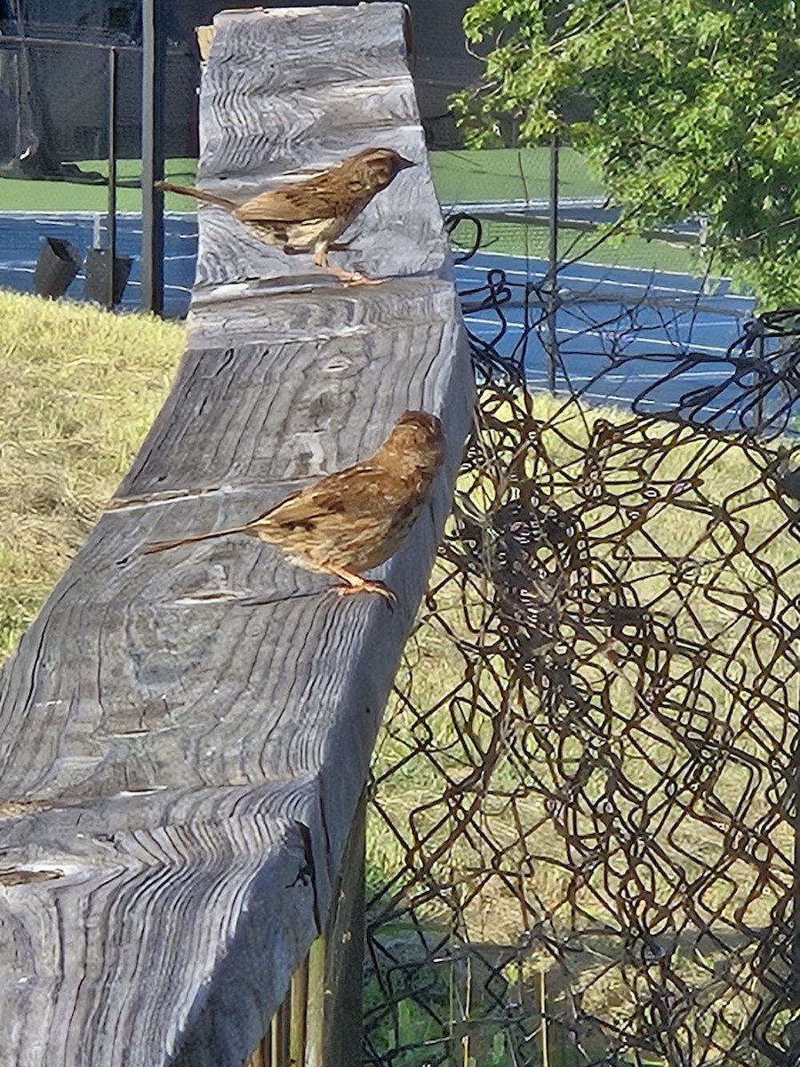Song Sparrow - ML639768176