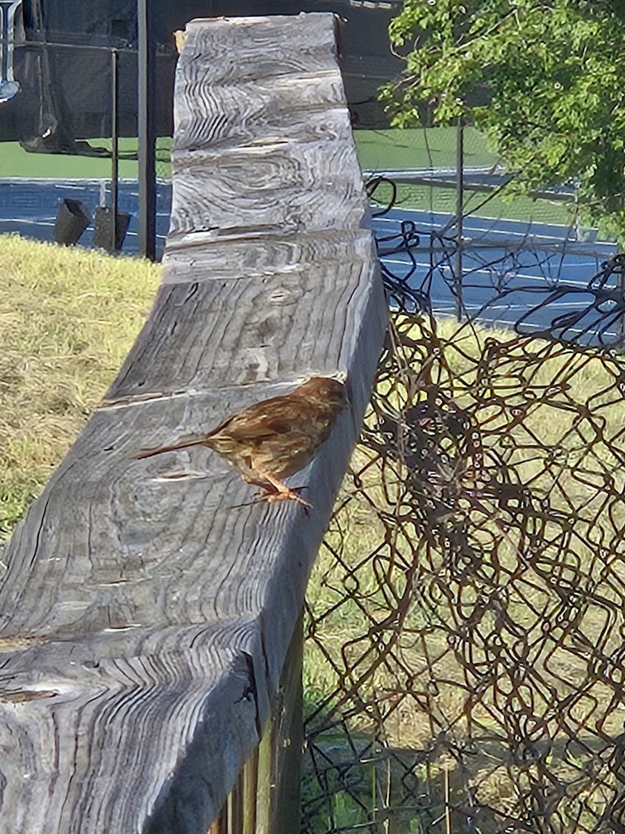 Song Sparrow - ML639768177