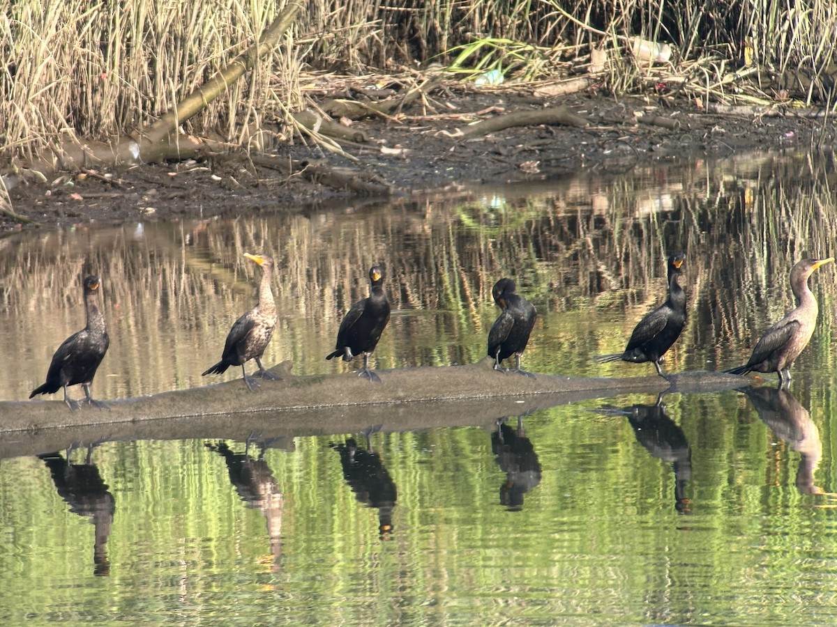 Double-crested Cormorant - ML639768343