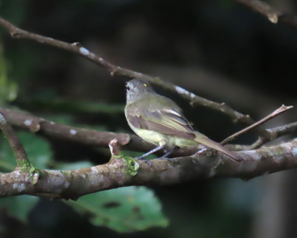 Greenish Elaenia - ML639768463