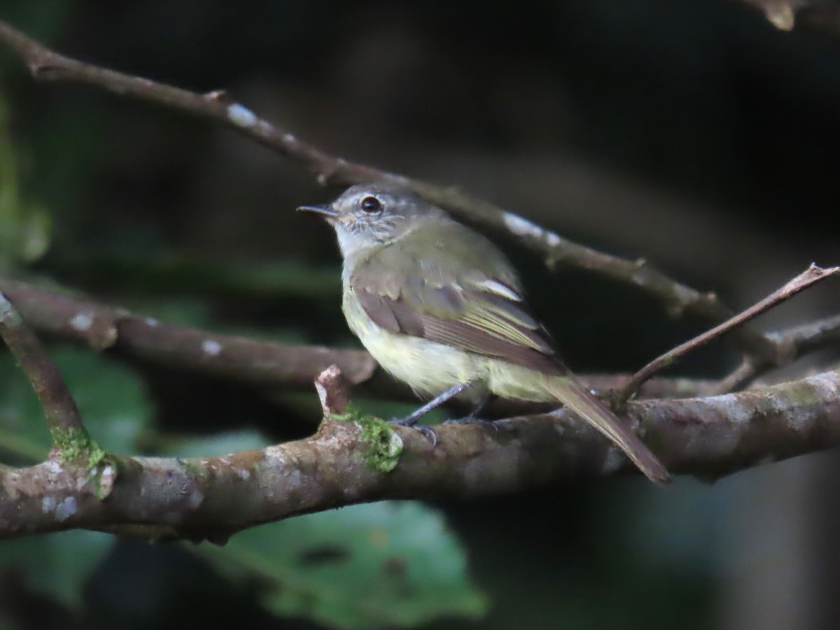 Greenish Elaenia - ML639768464