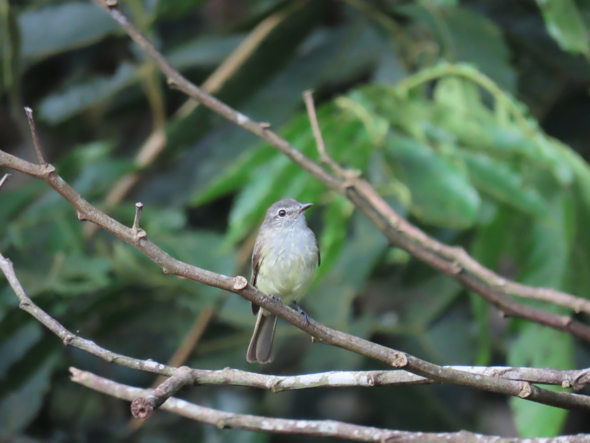 Greenish Elaenia - ML639768465